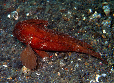 Cockatoo Waspfish 'Ablabys taenianotus'