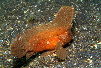 Cockatoo Waspfish 'Ablabys taenianotus' Sail Up