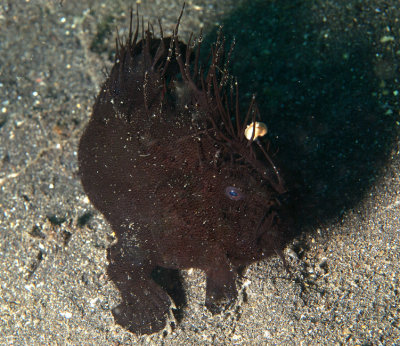 Black Frogfish