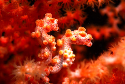 Two Pigmy Seahorses Hippocampus bargibanti