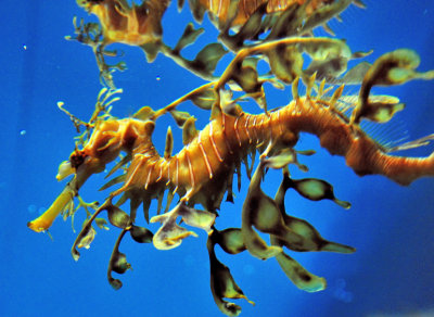 Leafty Seahorse