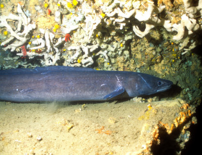 Conger Eel  