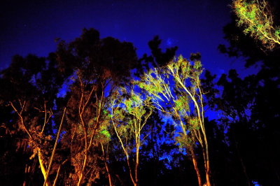 Trees, Ghostly, Trees