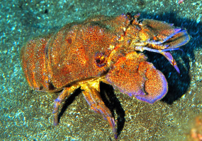 CAVACO = Mediterranean Slipper Lobster, 'Scyllarides latus'