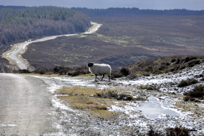 Lone Black Sheep on the Moors, On a Very Cold Day