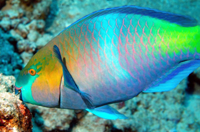 Parrotfish Eating