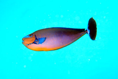 Bignose Unicorfish, Daytime