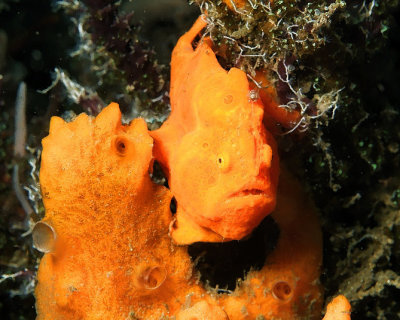 Find the Fish! Orange Frogfish on Sponge
