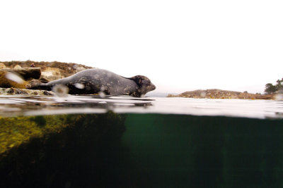 Seal Surprize from Underwater 