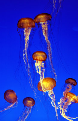 World's Most Famous Jellyfish