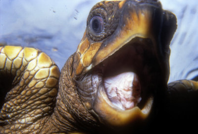 Turtle's Mouth 