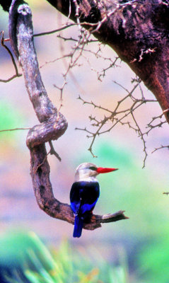 Passarinha = Grey-headed Kingfisher (Halcyon leucocephala)