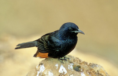 Tristram's Starling (Onychognathus tristramii)  of the Neguev Desert   