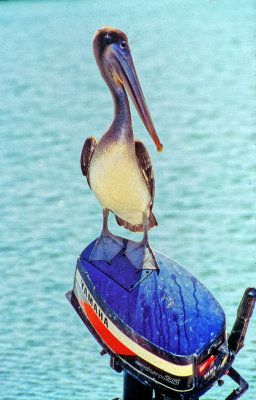 Yamaha Pelican
