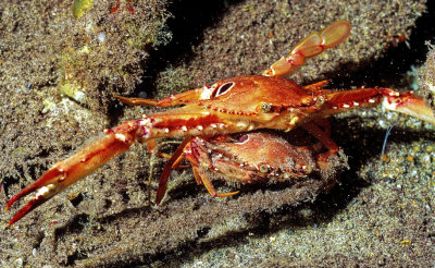 Underwater Crustacean Sex   