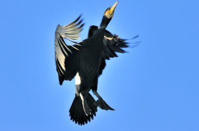 Cormorant Lift Off