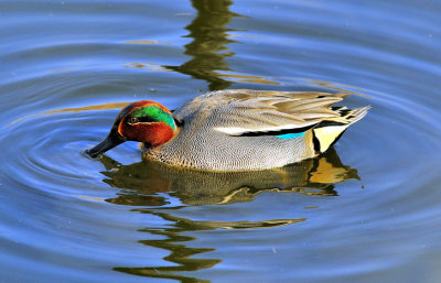 Common Teal (Anas crecca), Male Eating