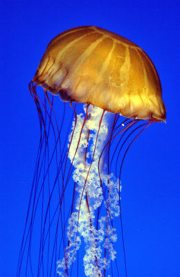 Jellyfish Portrait
