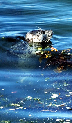 Grey Seal on the Kelp CU