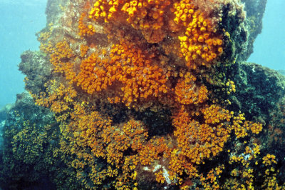 Fire Coral Heads Unique 