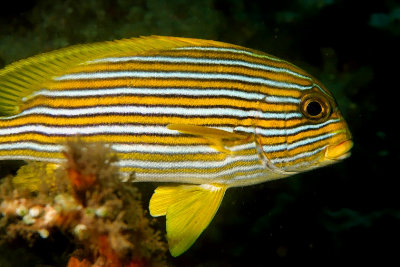 Oriental Sweetlips