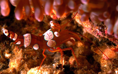Milemetrical Arlequim Shrimp Close