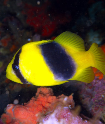 Yellow Fish Manado 