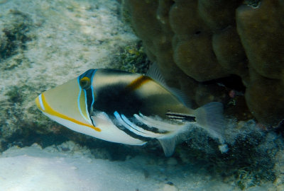 Picasso Triggerfish Expelling Sand From Guills