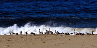 The Pelicans On the Pacif Seashore