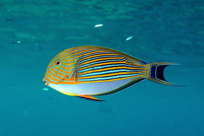 Maldives Razorfish 