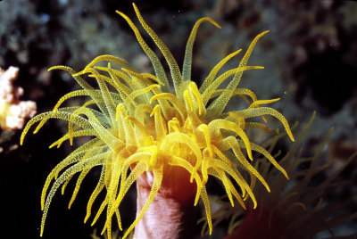 Fire Coral Flower 