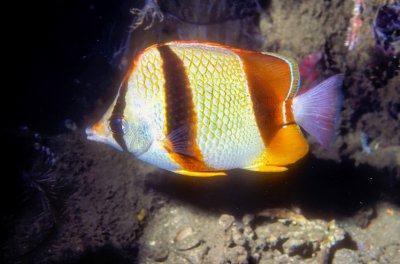 My 1st Butterflyfish, Three-banded Butterflyfish (Chaetodon robustus)