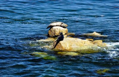 Seals Sunbathing