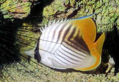 Threadfin Butterflifish