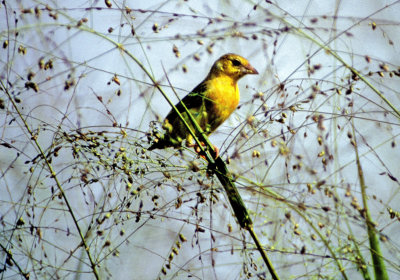 Yellow Bird 