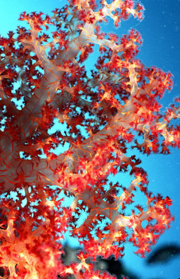 Red Soft Coral