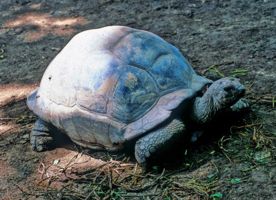 Aldabra Turtoise 