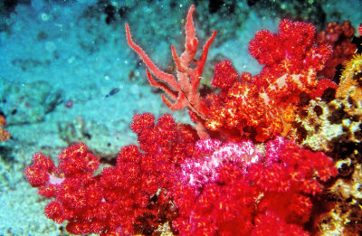 Red Soft Corals