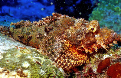 Scorpion Fish   