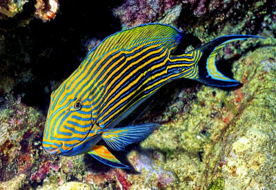 Indian Ocean Razorfish