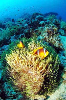 A FishEye View of Anemone City