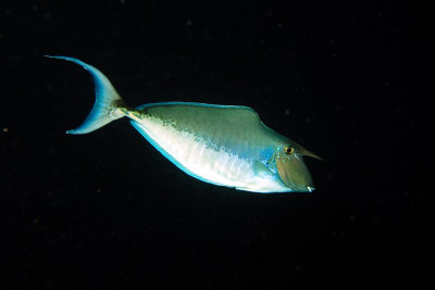 Humpback Unicornfish, 'Naso brachycentron'
