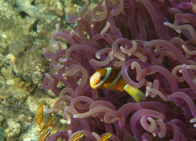 Pink Anemona With Clownfish 