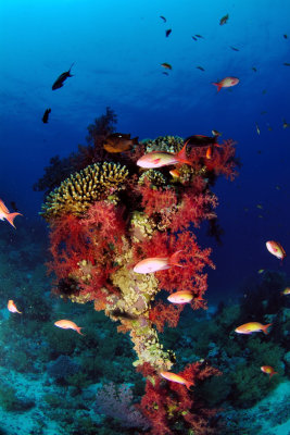 The Coral Head