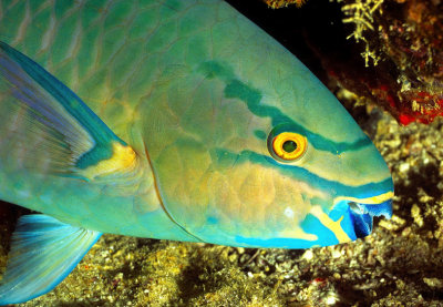 Parrotfish Sleeping 