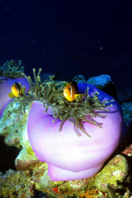 Purple Anemones and Clownfish