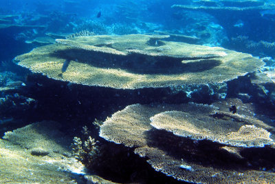 Table Corals Still Alive
