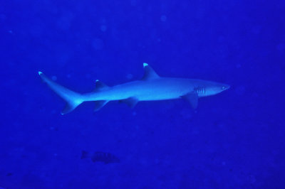 Whitetip Shark Free Swimming 