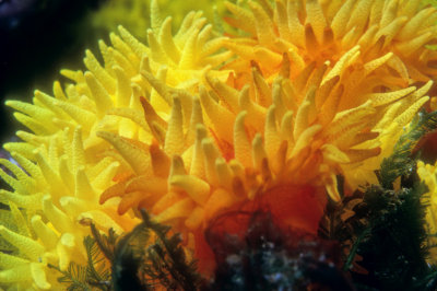 Flowers of Fire Corals 