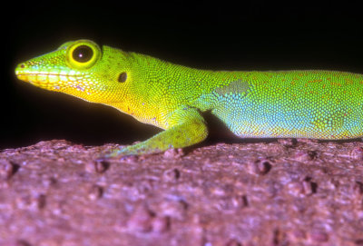 Seychelles Lizard 